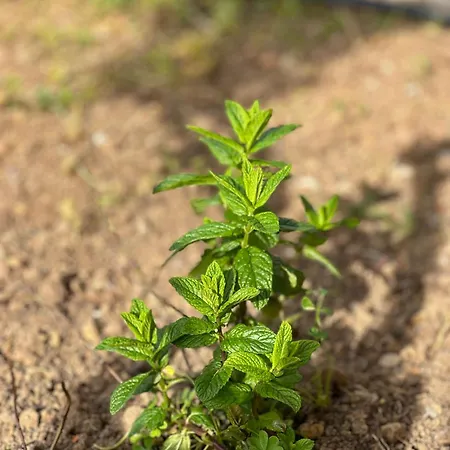 Casa Degli Ulivi Guest house Taggia