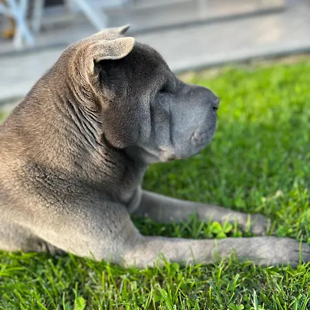 Casa Degli Ulivi 3* Taggia